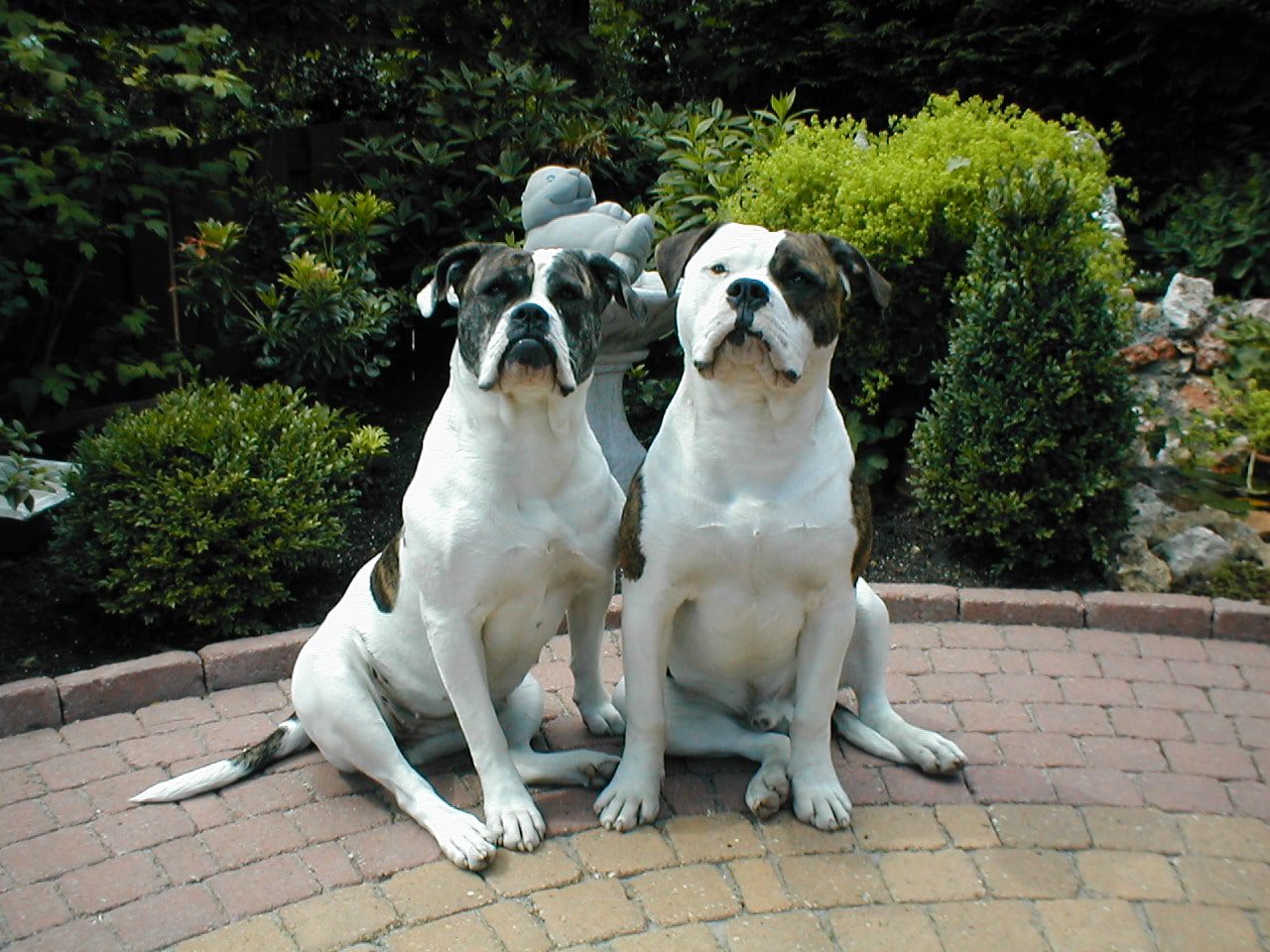 The American American Bulldog Dogo Dogs breeds Pets